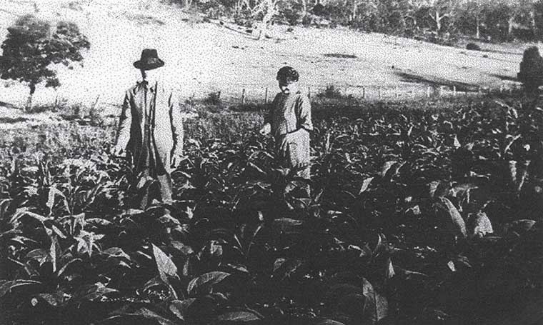Hendries of Glenhurst Farm in tobacco crop