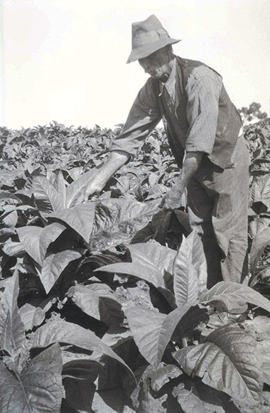 Henry Pfeiffer in tobacco field