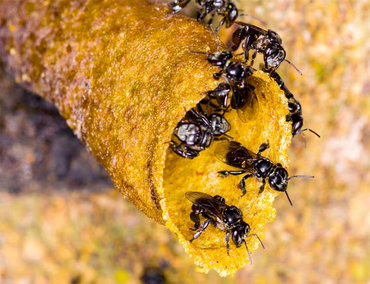 Australian stingless bees